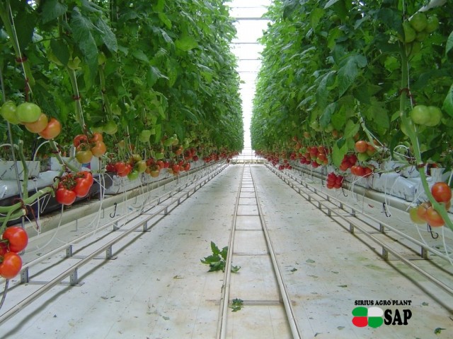 Производство томатов в теплице