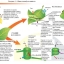 Физиология растений: фотосинтез, хлорофилл, хлоропласты и производительность растений 2