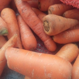 Carrots grade 2 (washed/ not washed)